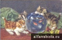 Postal Antigo - Gatos a brincar com aqu�rio