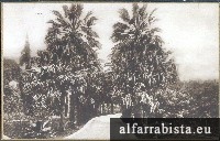 Postal antigo - Lisboa - Jardim Bot�nico